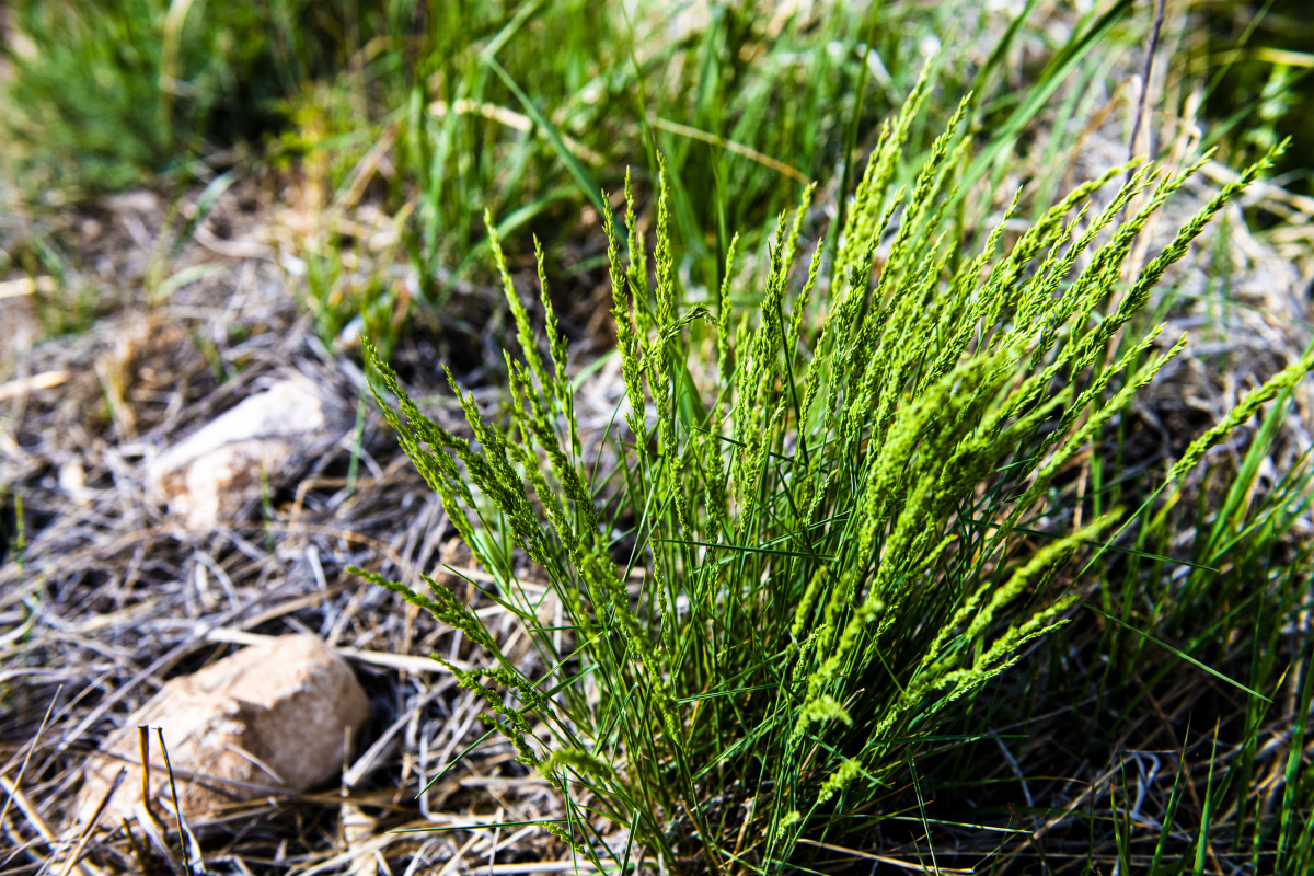 【小五台野生植物】—黑麦草.