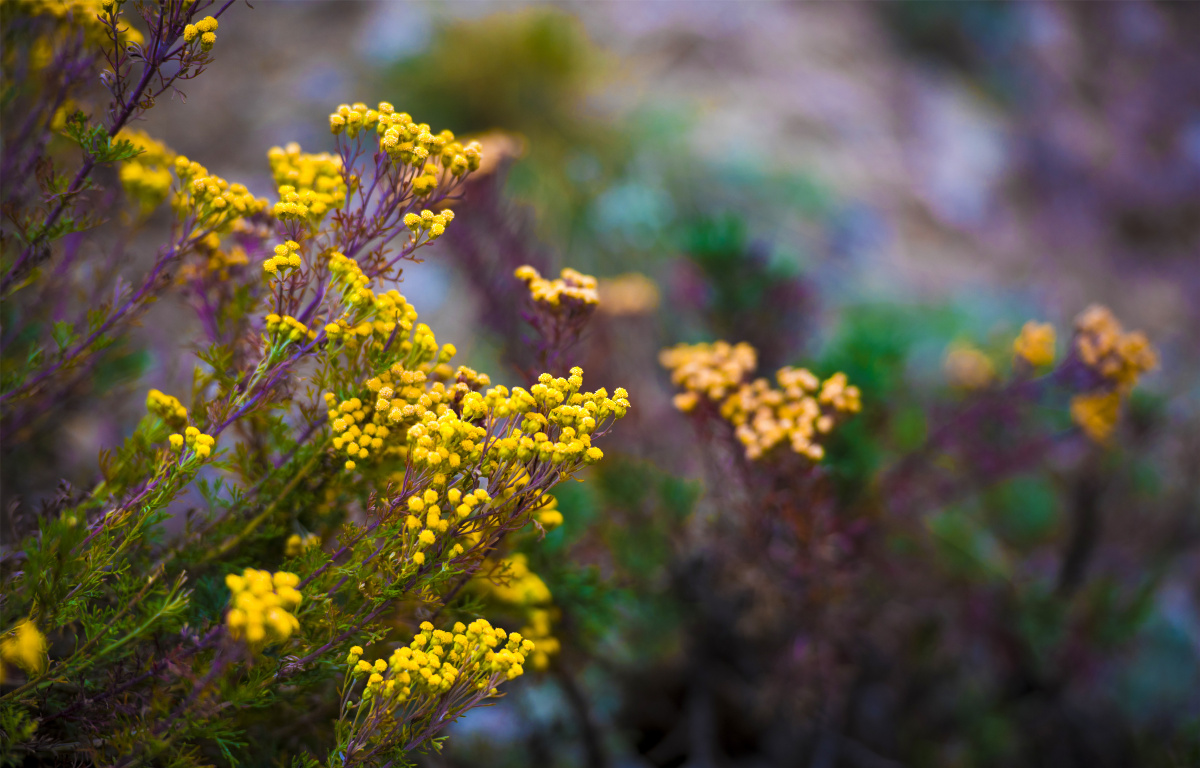 小五台野生植物随拍亚菊菊科亚菊属植物原产我国前