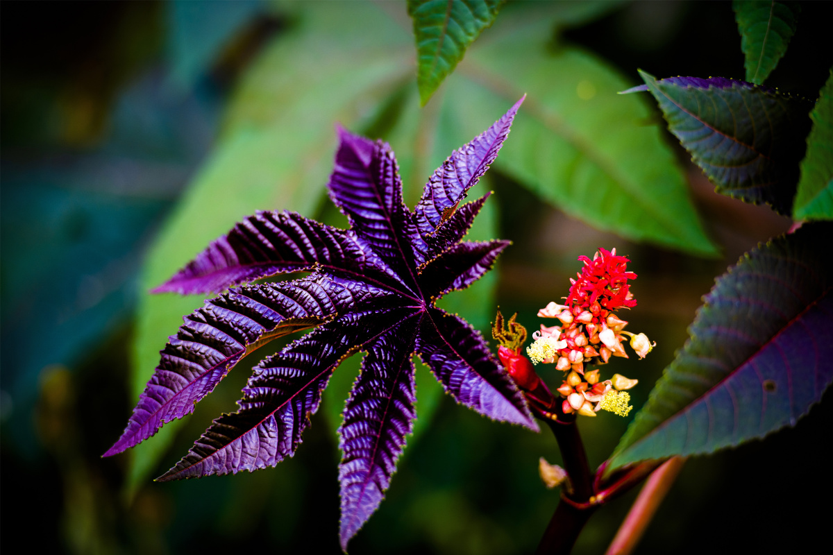 小五台野生植物野生蓖麻