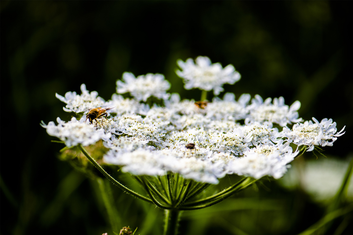 小五台野生植物独活