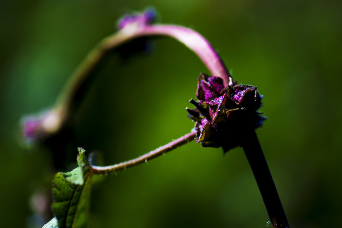 【小五台野生植物随拍】～野葵. - 凝福庭瑞 - 图虫