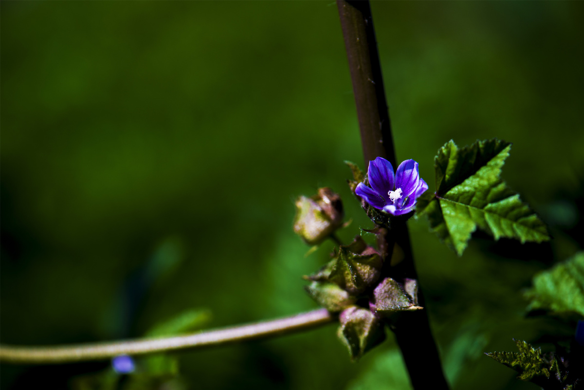 小五台野生植物随拍野葵