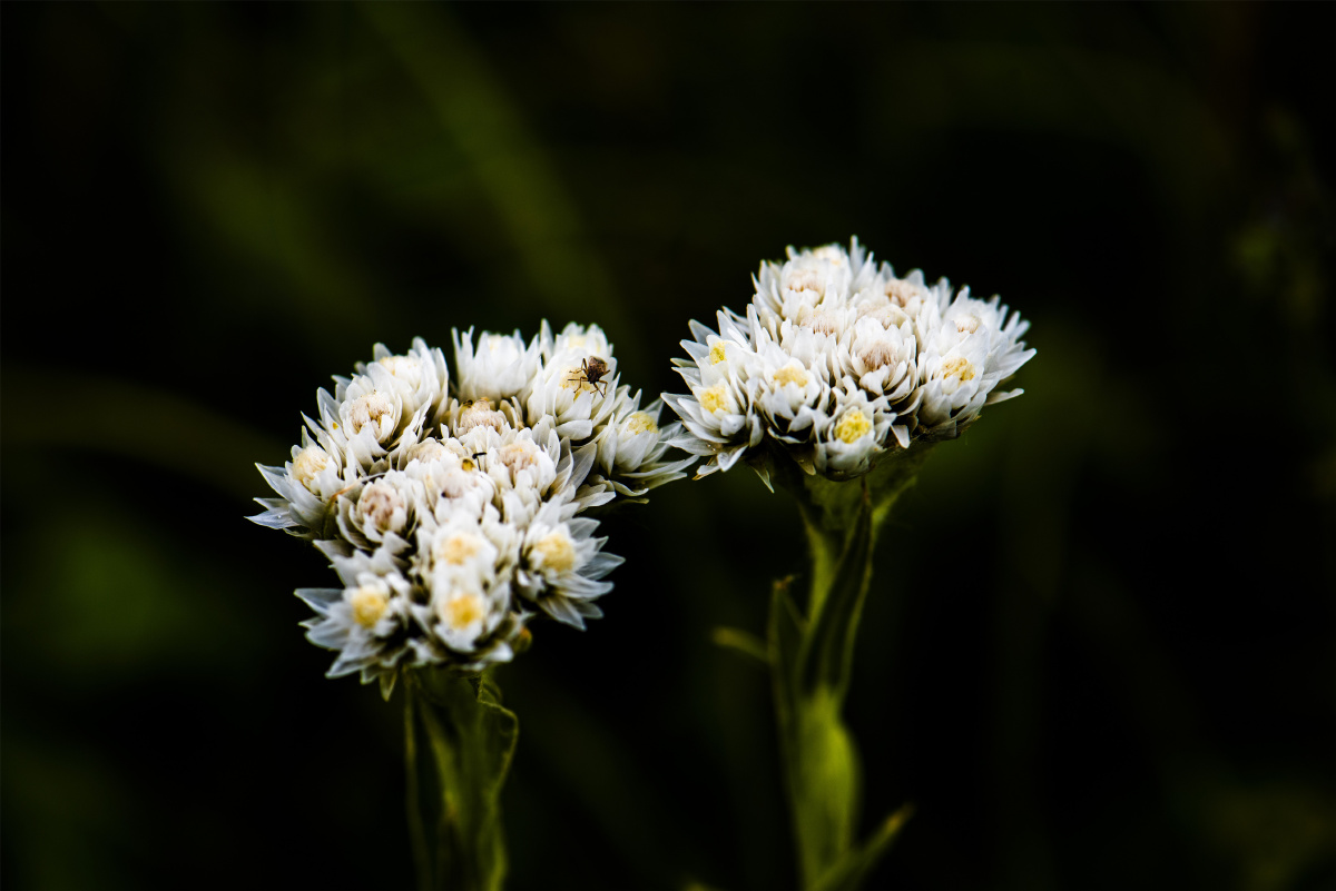 小五台野生植物黄腺香青
