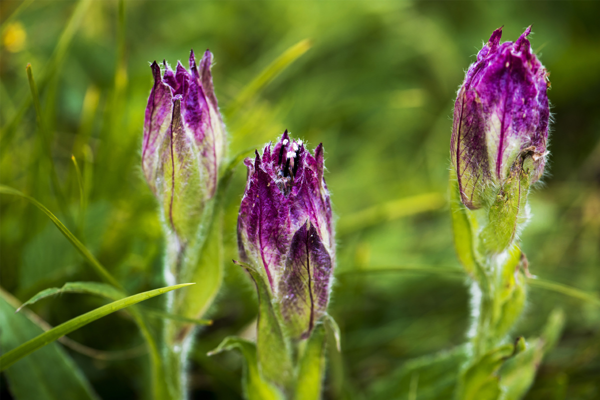 小五台野生植物随拍珍稀高山野生花卉紫苞雪莲分布于我国华北西北东北