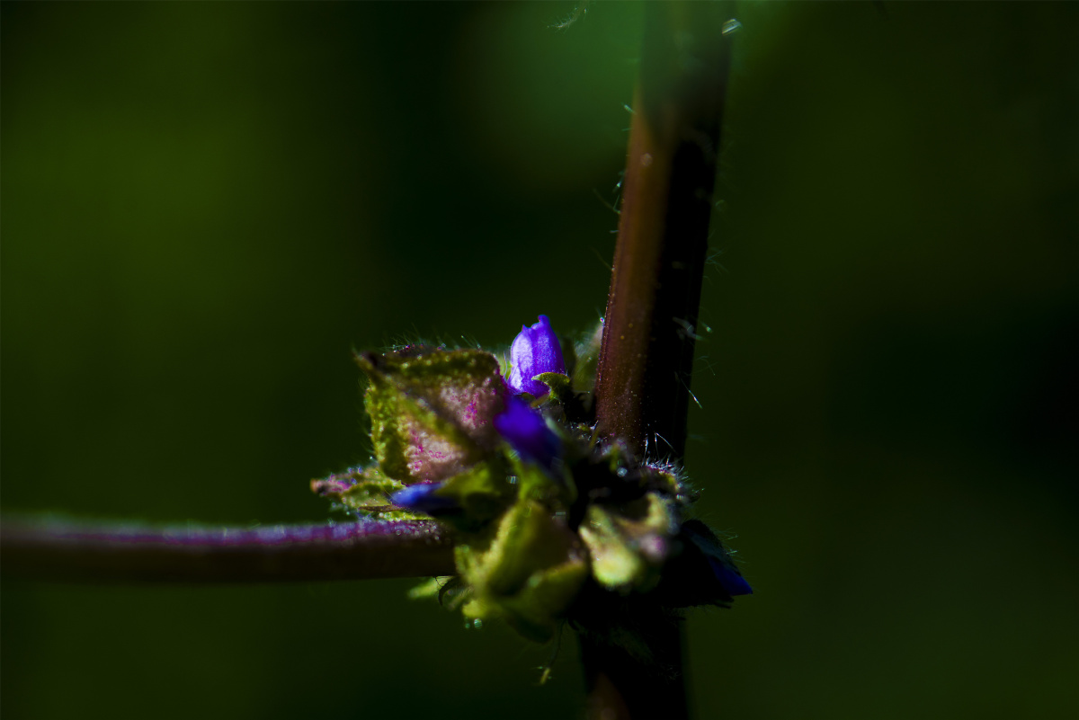 【小五台野生植物随拍】～野葵. - 凝福庭瑞 - 图虫