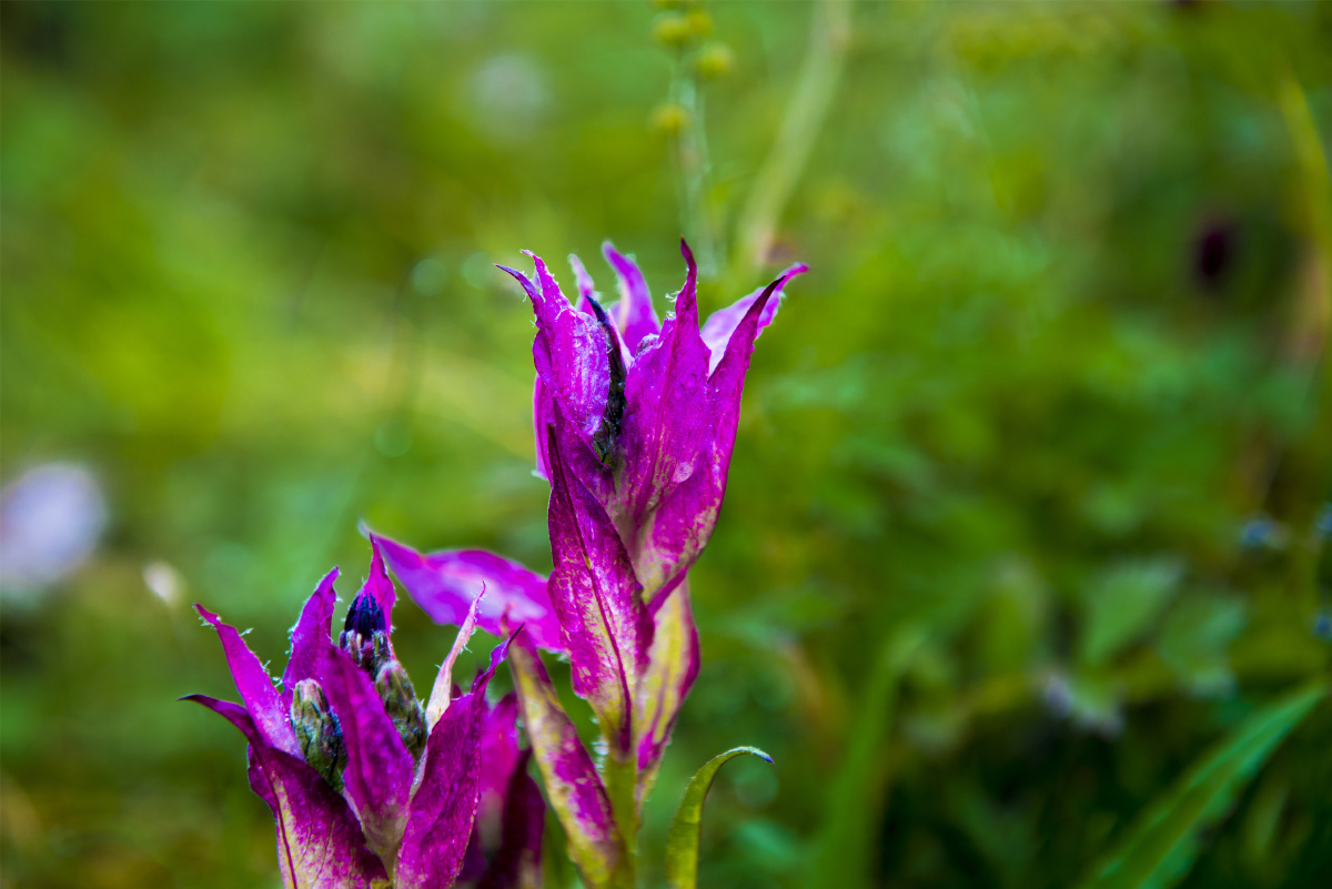 小五台野生植物随拍珍稀高山野生花卉紫苞雪莲分布于我国华北西北东北