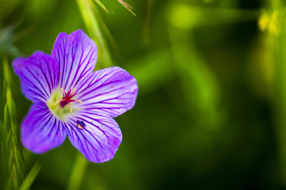 【小五台野生植物】-灰背老鹳草. - 凝福庭瑞 - 图虫