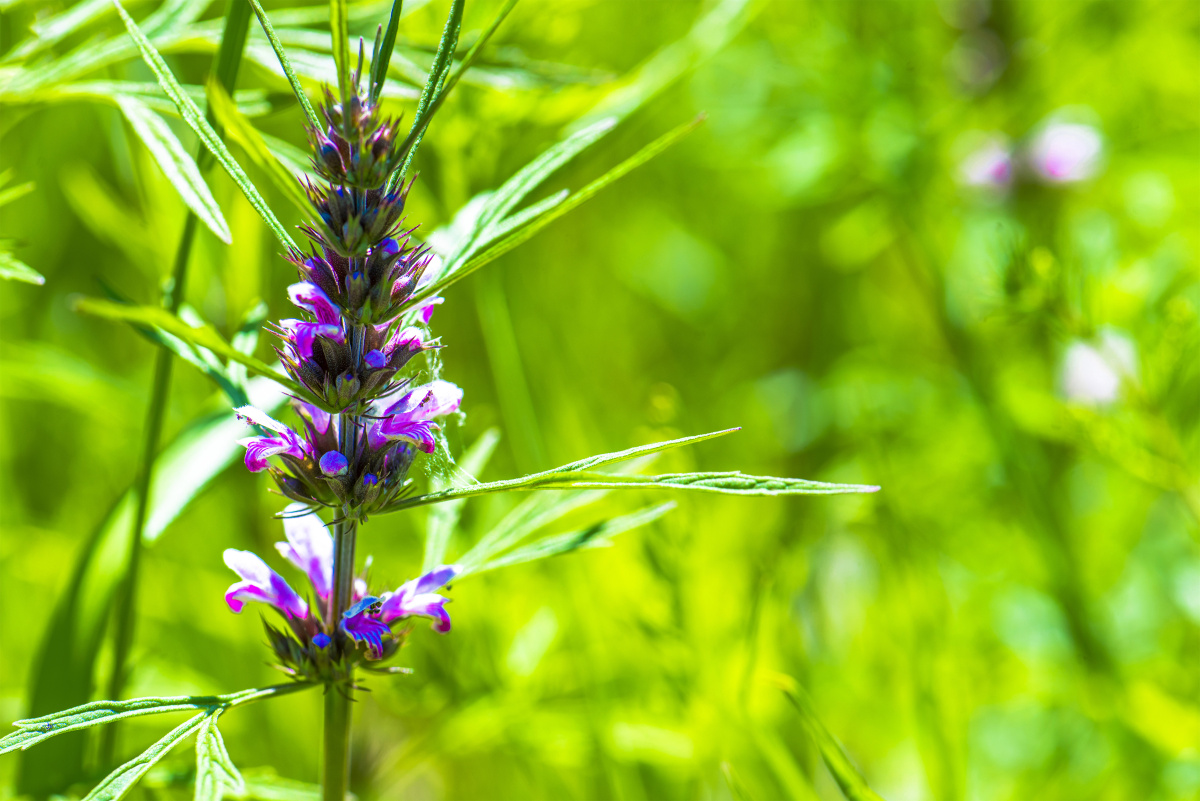 小五台野生植物益母草