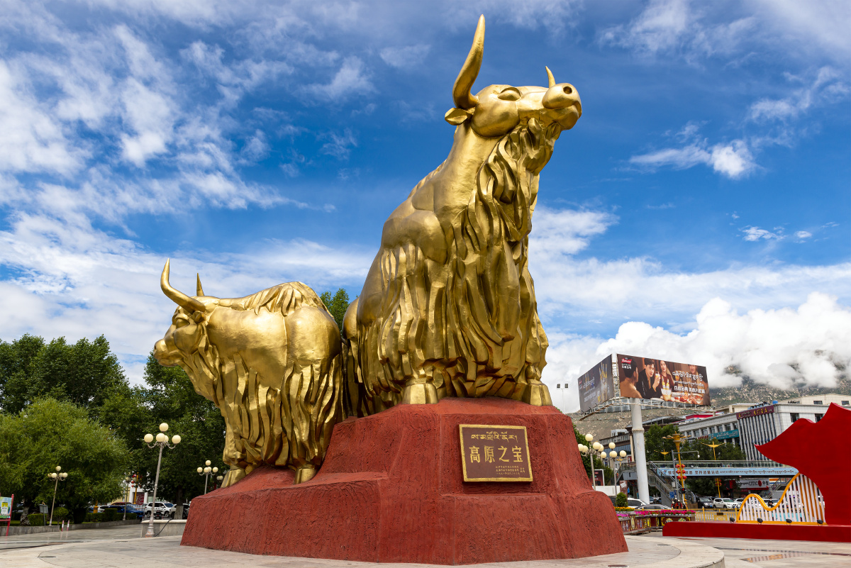 高原之宝西藏拉萨金色牦牛