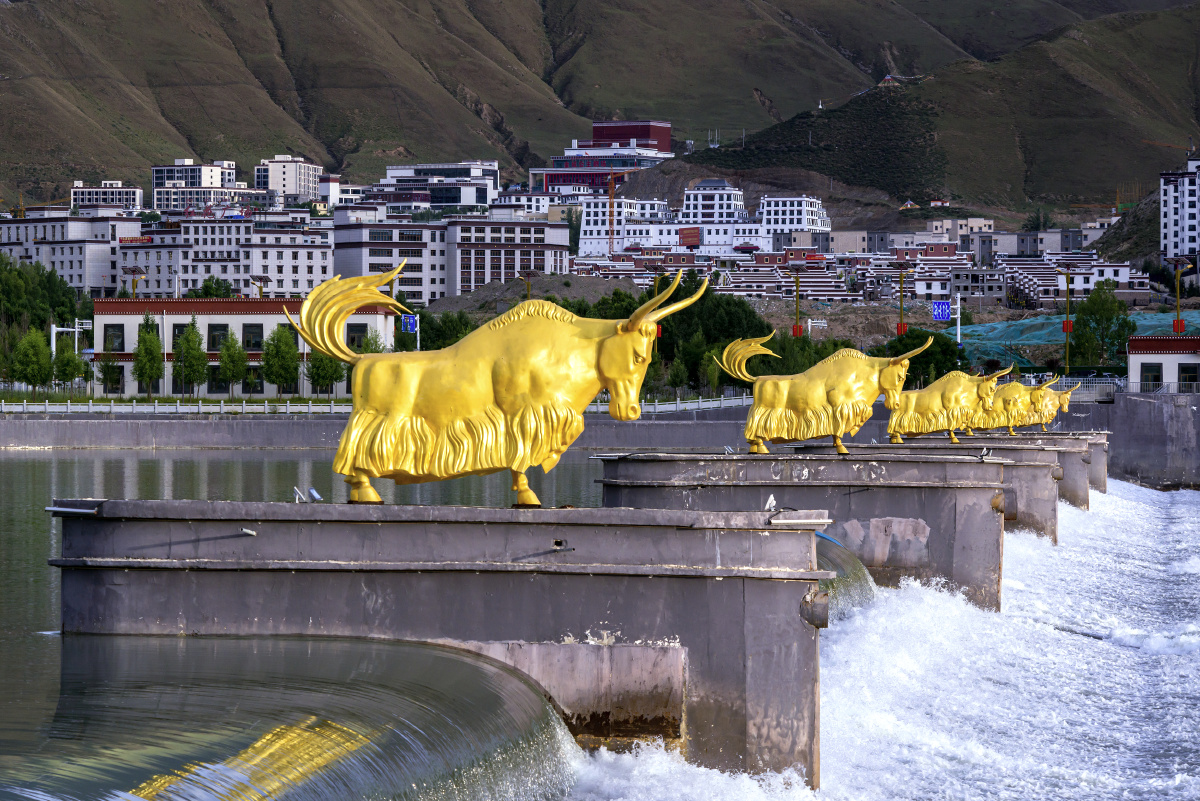 高原之宝西藏拉萨金色牦牛