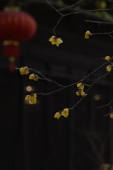 DSC_7915-1