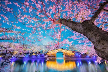 樱花映桥