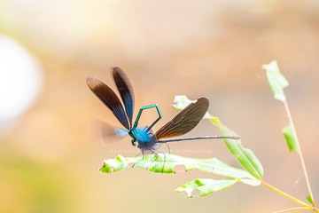 F22188B4-B5FD-47B8-B3D3-7DFF01B2F3E8/L0/001