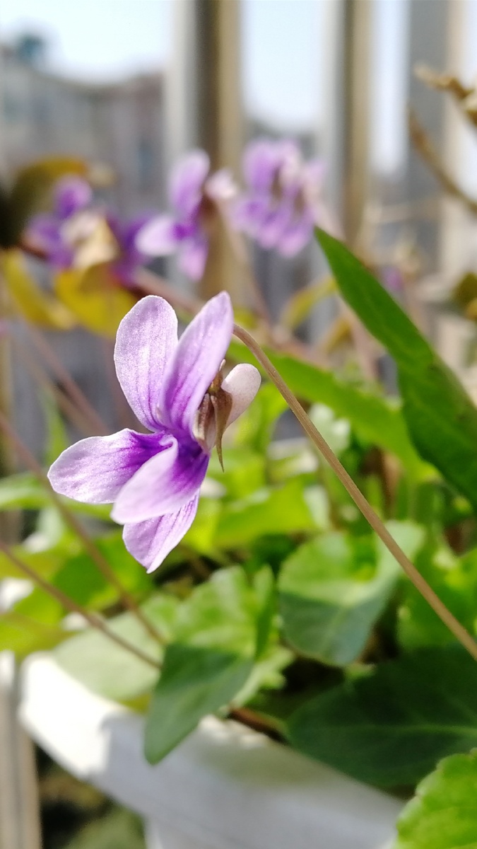野草野花的纷芳