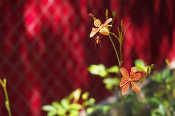 P8060054