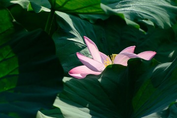 20160727-DSC_6117