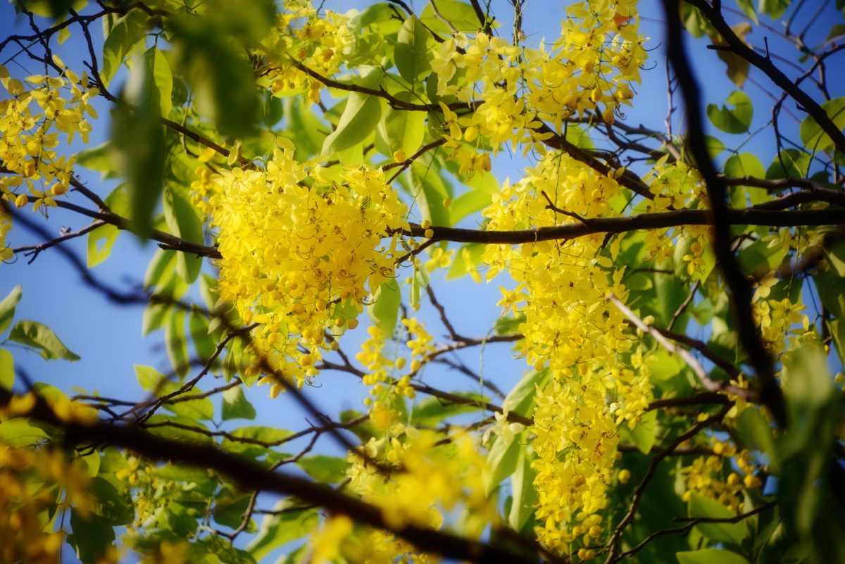 阿勃勒花开成灾亦如寂寞