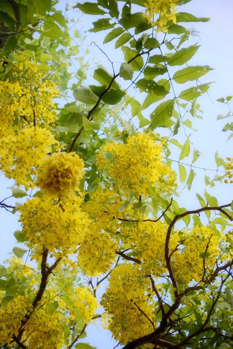 阿勃勒花开成灾亦如寂寞