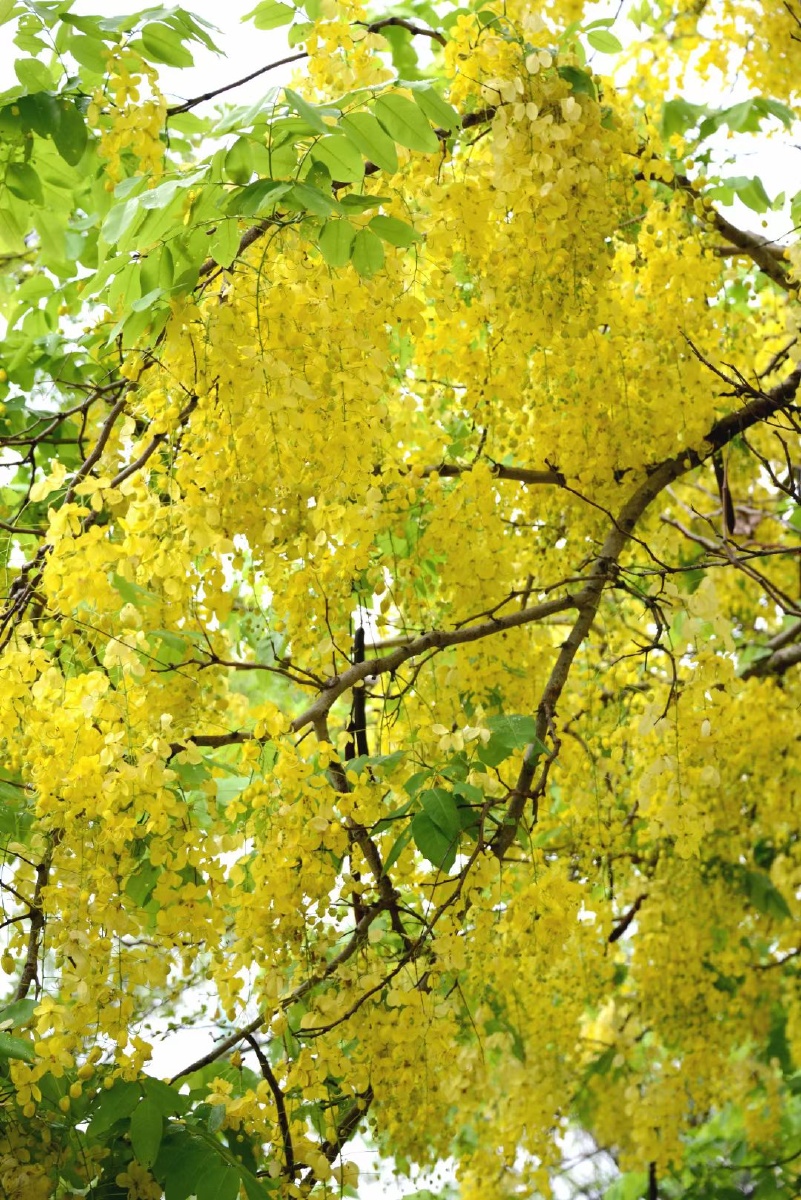 阿勃勒花开成灾亦如寂寞