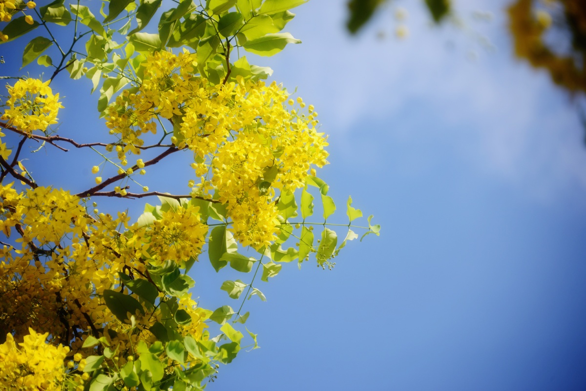 阿勃勒花开成灾亦如寂寞