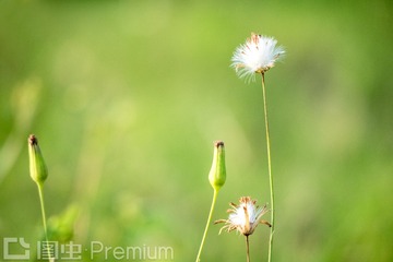 背景虚化的蒲公英