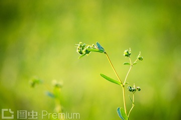 背景虚化的草