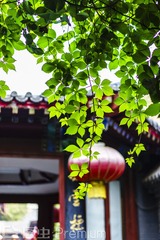 绿叶