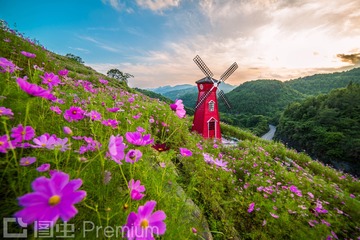 夕阳下的花海，令人流连忘返。
