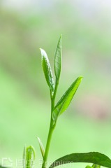 茶叶嫩芽