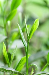 茶叶嫩芽