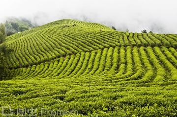 高山云雾茶