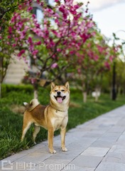 狗
