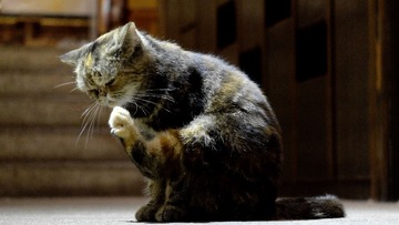 猫咪6