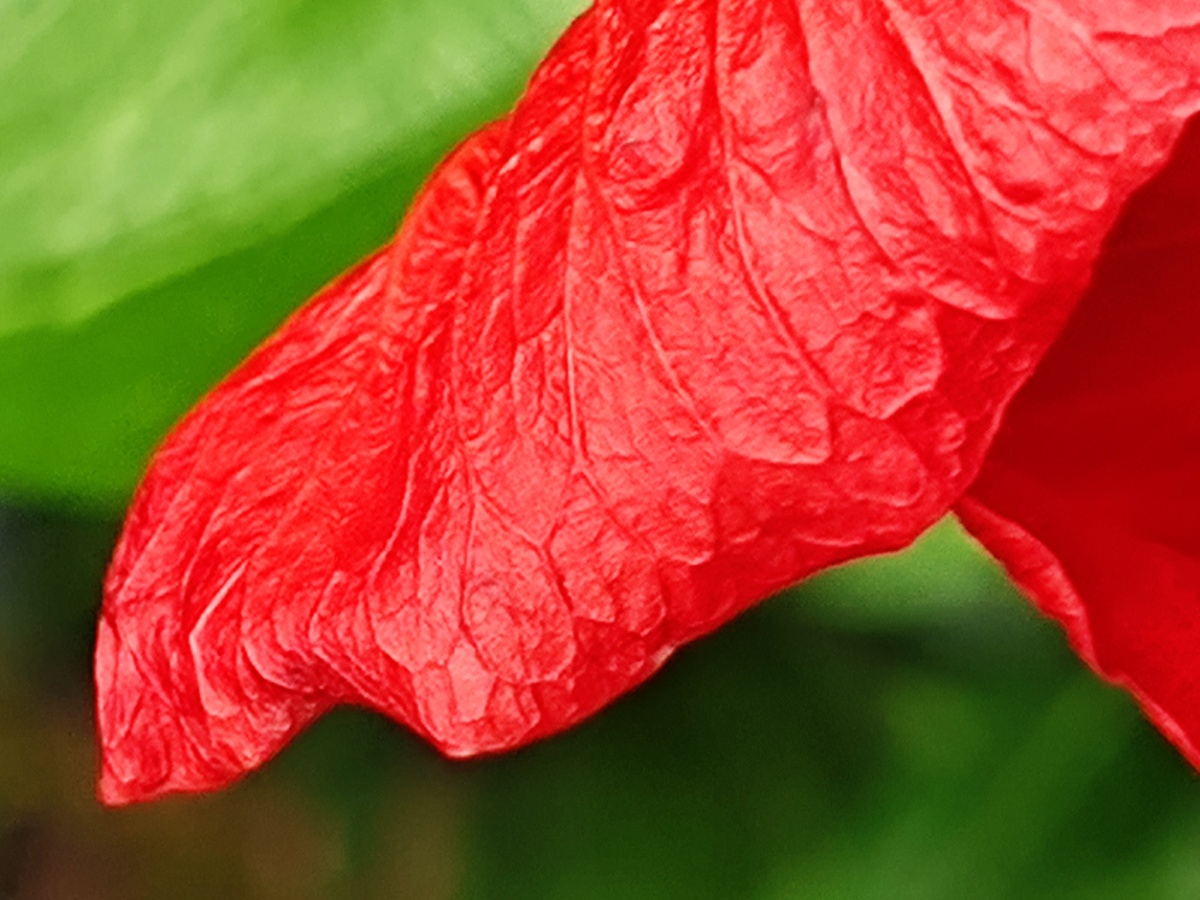 红配绿 最美丽!