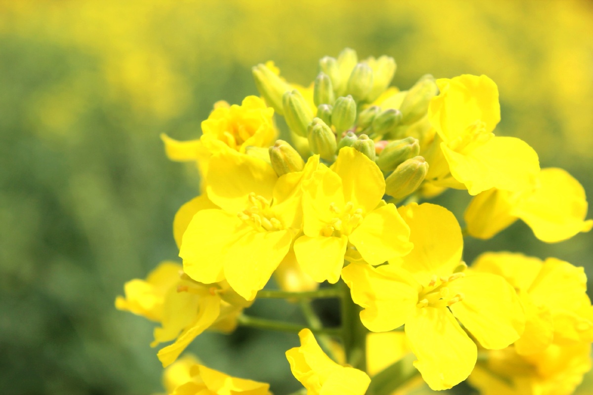 金黄| 油菜花 - 边度行者 - 图虫