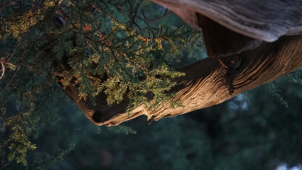 故宫落日下的松柏原片