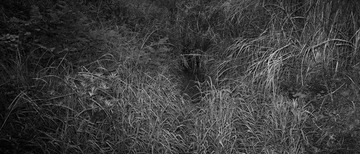 SDIM0081[1]