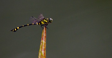 DSC_9275-2