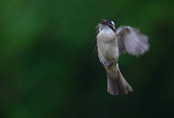 DSC_6959-2