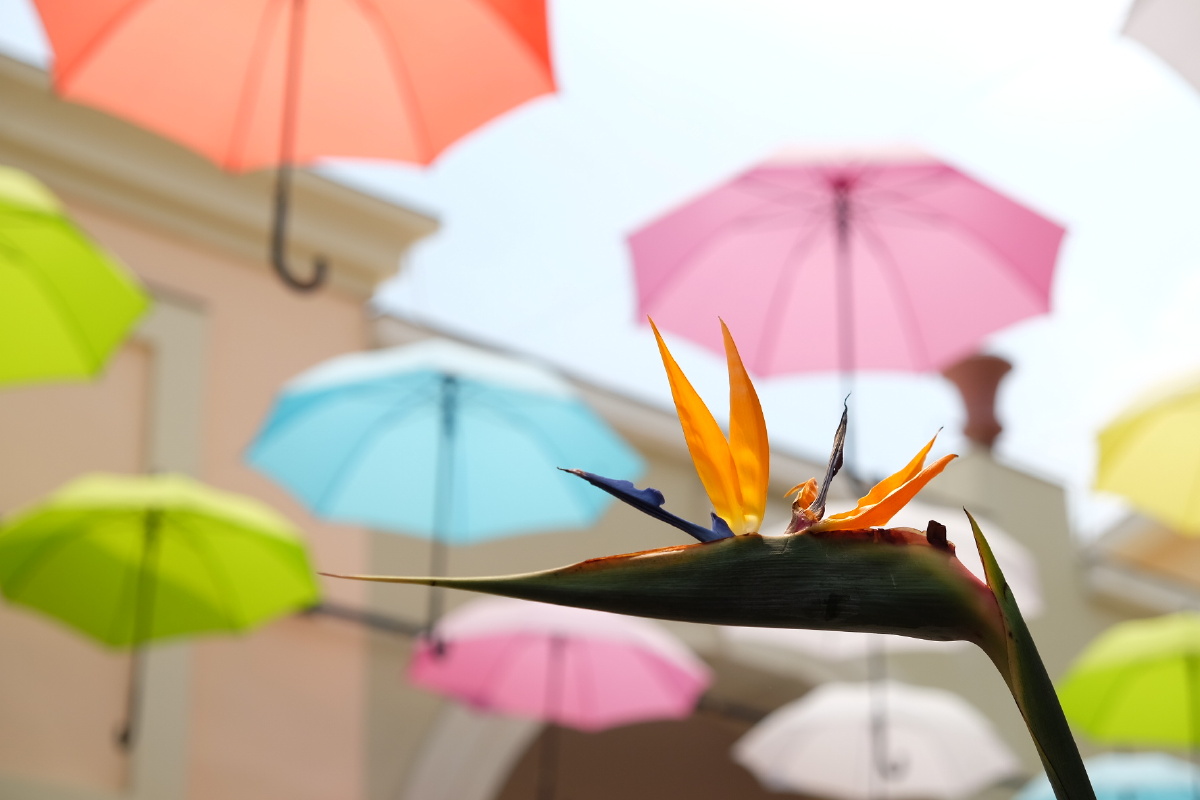 花与伞
