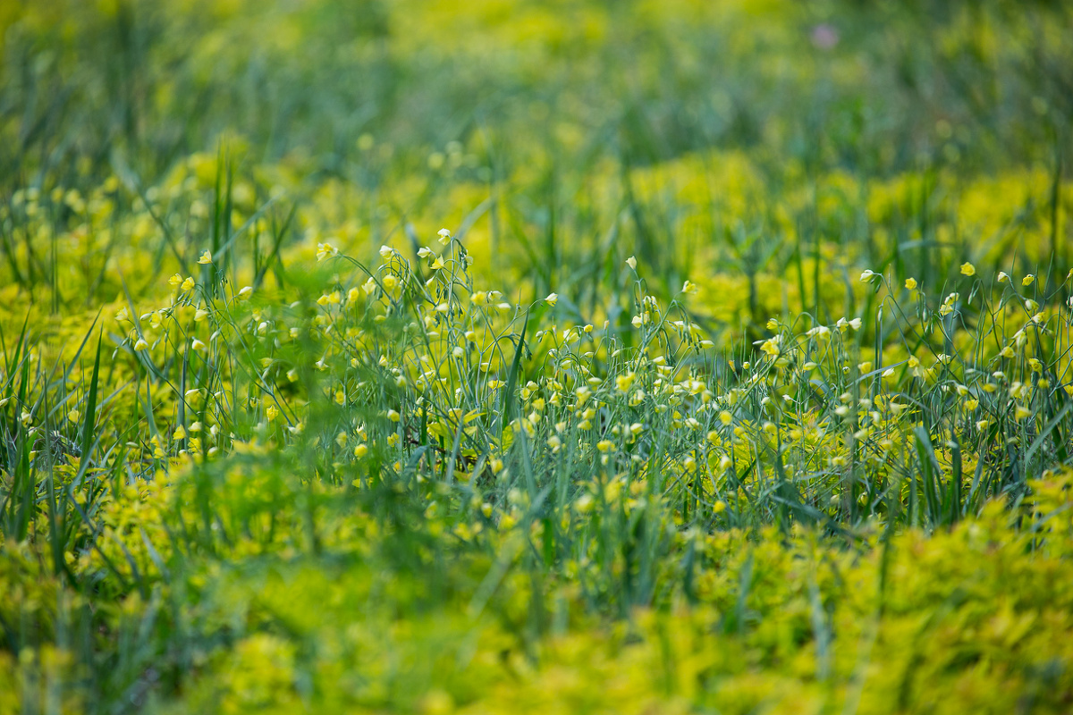 小小草 - 佳能, 植物 - 西风快马 - 图虫摄影网