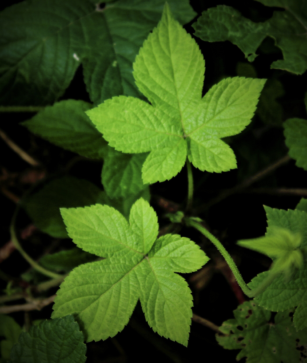 葎草葎草是桑科,多年生攀援草本植物,该种可作药用,茎皮纤维可作造纸