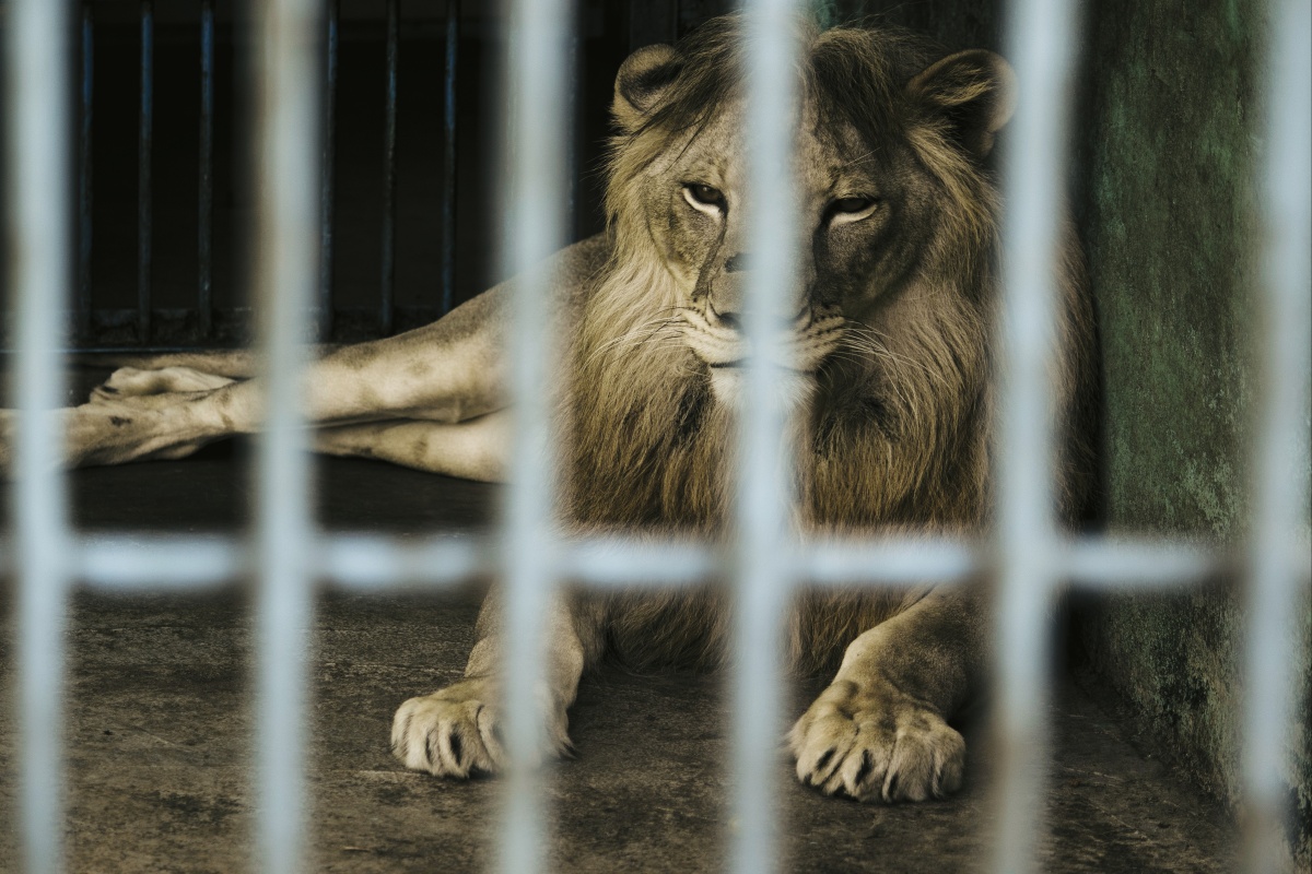 笼中狮被夺去自由的无奈