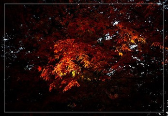 copy_A182022-1