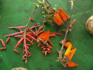 P1230356