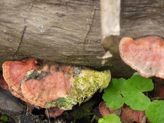 P1230393
