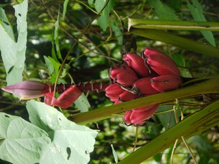 P1230985