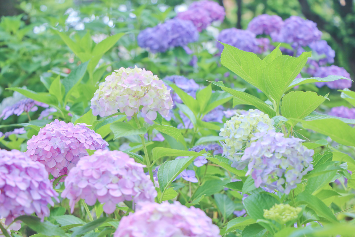 绣球花开无尽夏