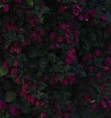 8595E55B-FE44-48EE-B32C-C4804268B9B1/L0/001