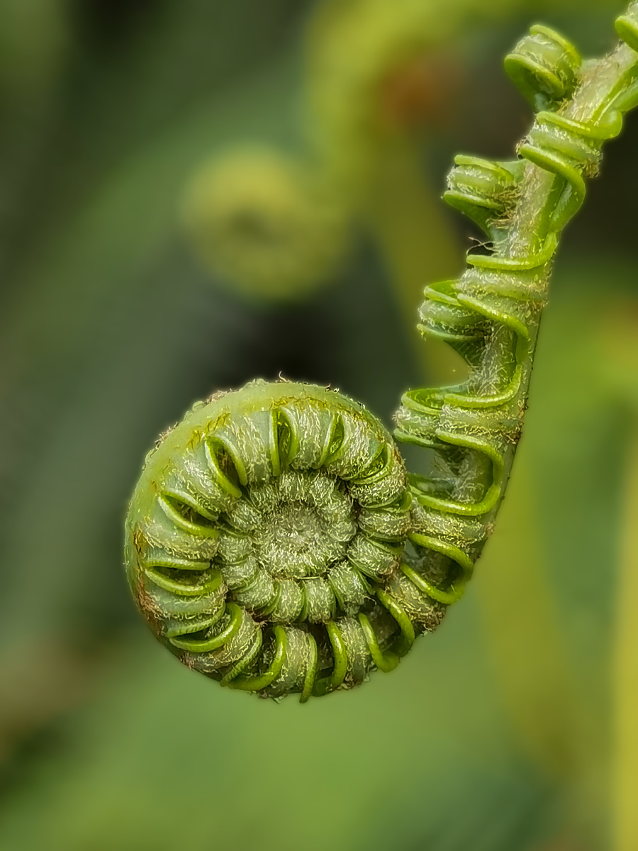 大自然的杰作微观